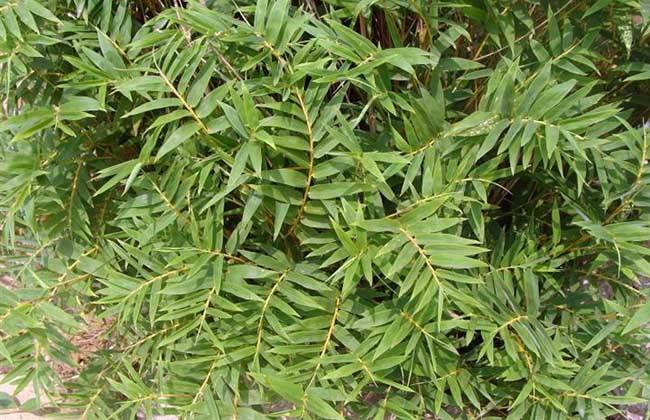 園林綠化公司
