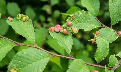 園林綠化公司：苗木食葉害蟲有哪些？如（rú）何防治？