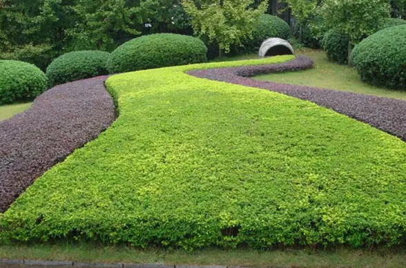 園林綠化（huà）種植五（wǔ）大技巧  