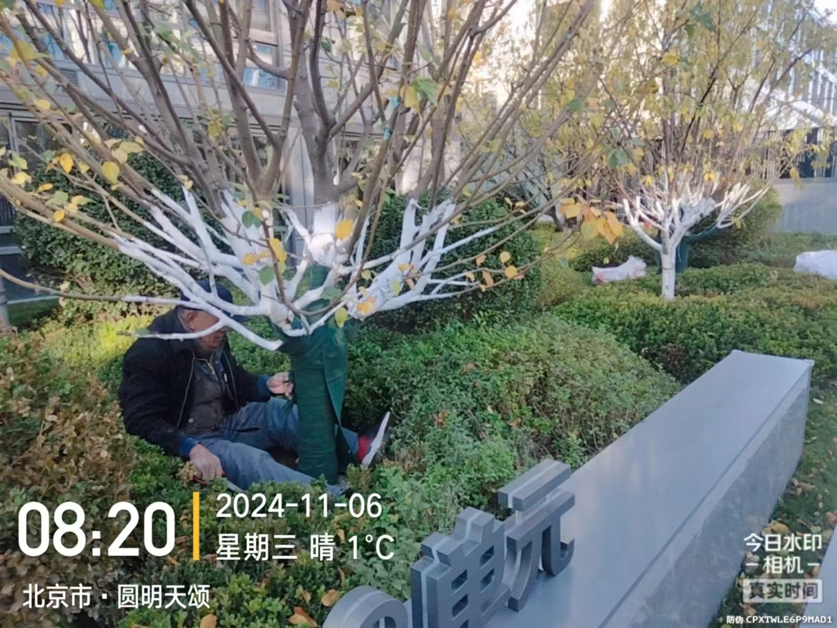 《北京免费看的污视频软件園林綠化有限公司：冬季（jì）綠化養護之大樹塗白》