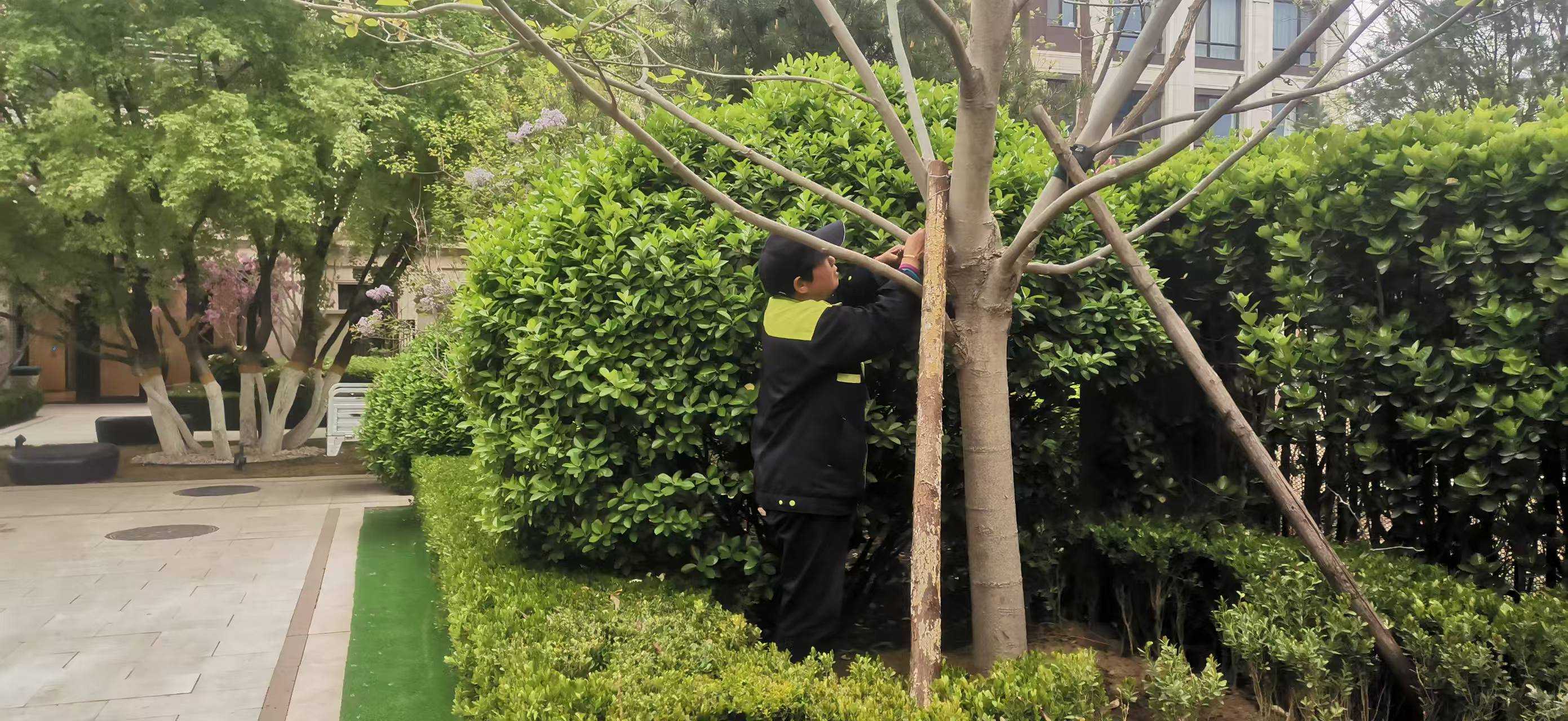 北京將出（chū）現10級（jí）以上大風，園林綠化（huà）養護如何提前防範風險（xiǎn）